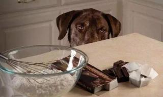 狗为什么不能吃巧克力吃了会怎么样还有什么东西是不能吃的 狗能吃巧克力吗